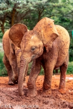 orphelinat des éléphants / elephant orphanage