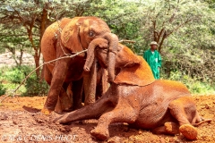 orphelinat des éléphants / elephant orphanage