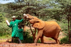 orphelinat des éléphants / elephant orphanage