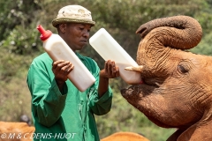 orphelinat des éléphants / elephant orphanage