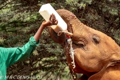 orphelinat des éléphants / elephant orphanage