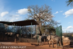 orphelinat des éléphants / elephant orphanage