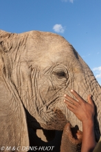 orphelinat des éléphants / elephant orphanage