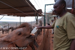 orphelinat des éléphants / elephant orphanage