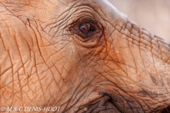 orphelinat des éléphants / elephant orphanage