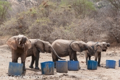 orphelinat des éléphants / elephant orphanage