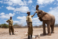 orphelinat des éléphants / elephant orphanage