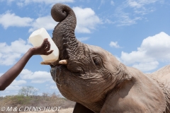 orphelinat des éléphants / elephant orphanage