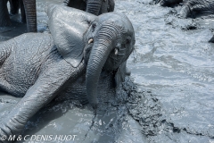 orphelinat des éléphants / elephant orphanage