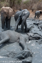 orphelinat des éléphants / elephant orphanage