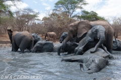 orphelinat des éléphants / elephant orphanage