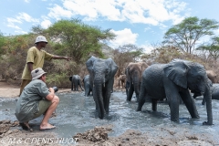 orphelinat des éléphants / elephant orphanage