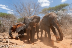 orphelinat des éléphants / elephant orphanage