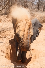 orphelinat des éléphants / elephant orphanage