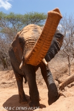 orphelinat des éléphants / elephant orphanage