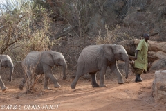 orphelinat des éléphants / elephant orphanage