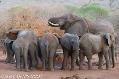 orphelinat des éléphants / elephant orphanage