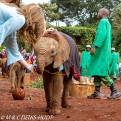 orphelinat des éléphants / elephant orphanage