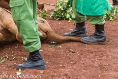 orphelinat des éléphants / elephant orphanage