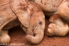 orphelinat des éléphants / elephant orphanage