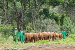 orphelinat des éléphants / elephant orphanage