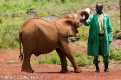 orphelinat des éléphants / elephant orphanage