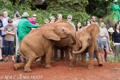 orphelinat des éléphants / elephant orphanage