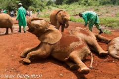 orphelinat des éléphants / elephant orphanage