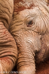 orphelinat des éléphants / elephant orphanage