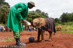 orphelinat des éléphants / elephant orphanage