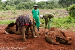 orphelinat des éléphants / elephant orphanage