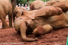 orphelinat des éléphants / elephant orphanage