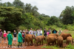 orphelinat des éléphants / elephant orphanage