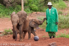 orphelinat des éléphants / elephant orphanage