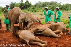 orphelinat des éléphants / elephant orphanage