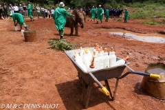 orphelinat des éléphants / elephant orphanage