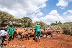 orphelinat des éléphants / elephant orphanage