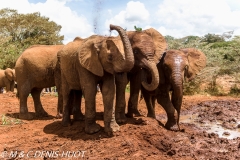 orphelinat des éléphants / elephant orphanage