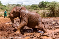 orphelinat des éléphants / elephant orphanage