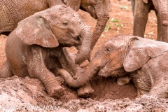 orphelinat des éléphants / elephant orphanage