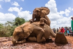 orphelinat des éléphants / elephant orphanage