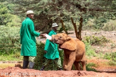 orphelinat des éléphants / elephant orphanage