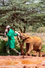 orphelinat des éléphants / elephant orphanage