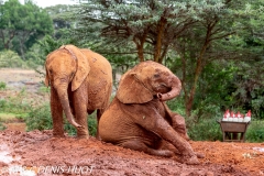 orphelinat des éléphants / elephant orphanage