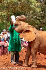 orphelinat des éléphants / elephant orphanage