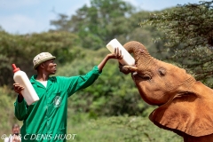 orphelinat des éléphants / elephant orphanage