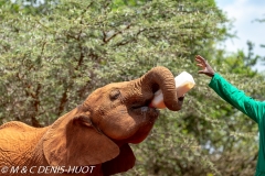 orphelinat des éléphants / elephant orphanage