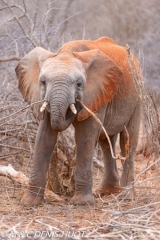 orphelinat des éléphants / elephant orphanage