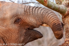 orphelinat des éléphants / elephant orphanage