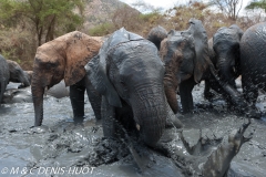 orphelinat des éléphants / elephant orphanage